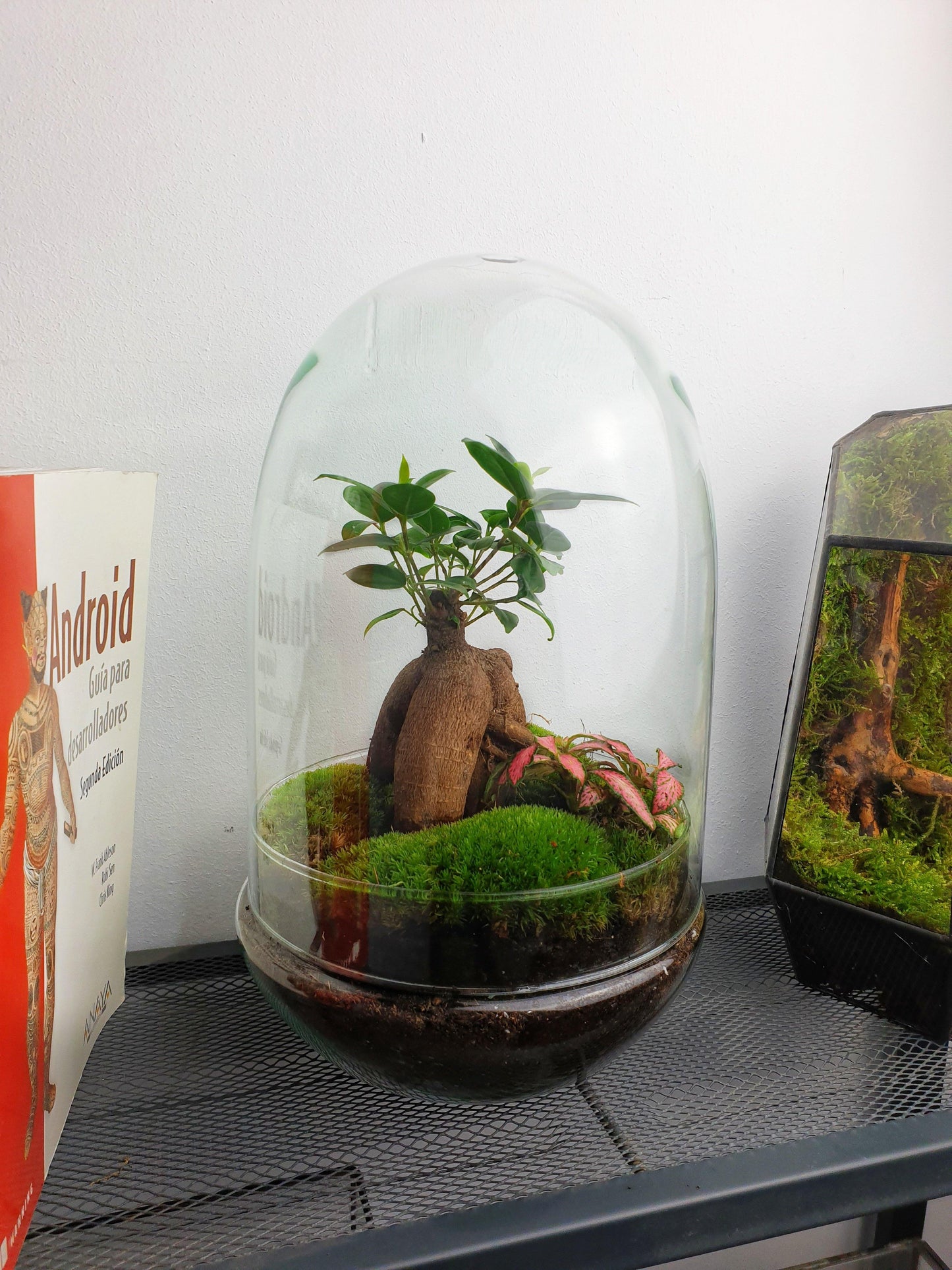 Kali Terrarium - MinimalMoss