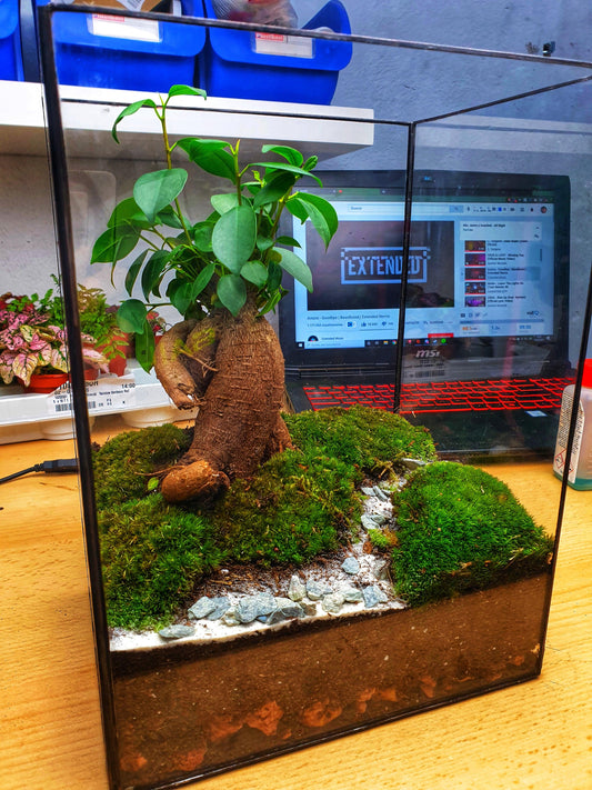 Aker Terrarium - MinimalMoss