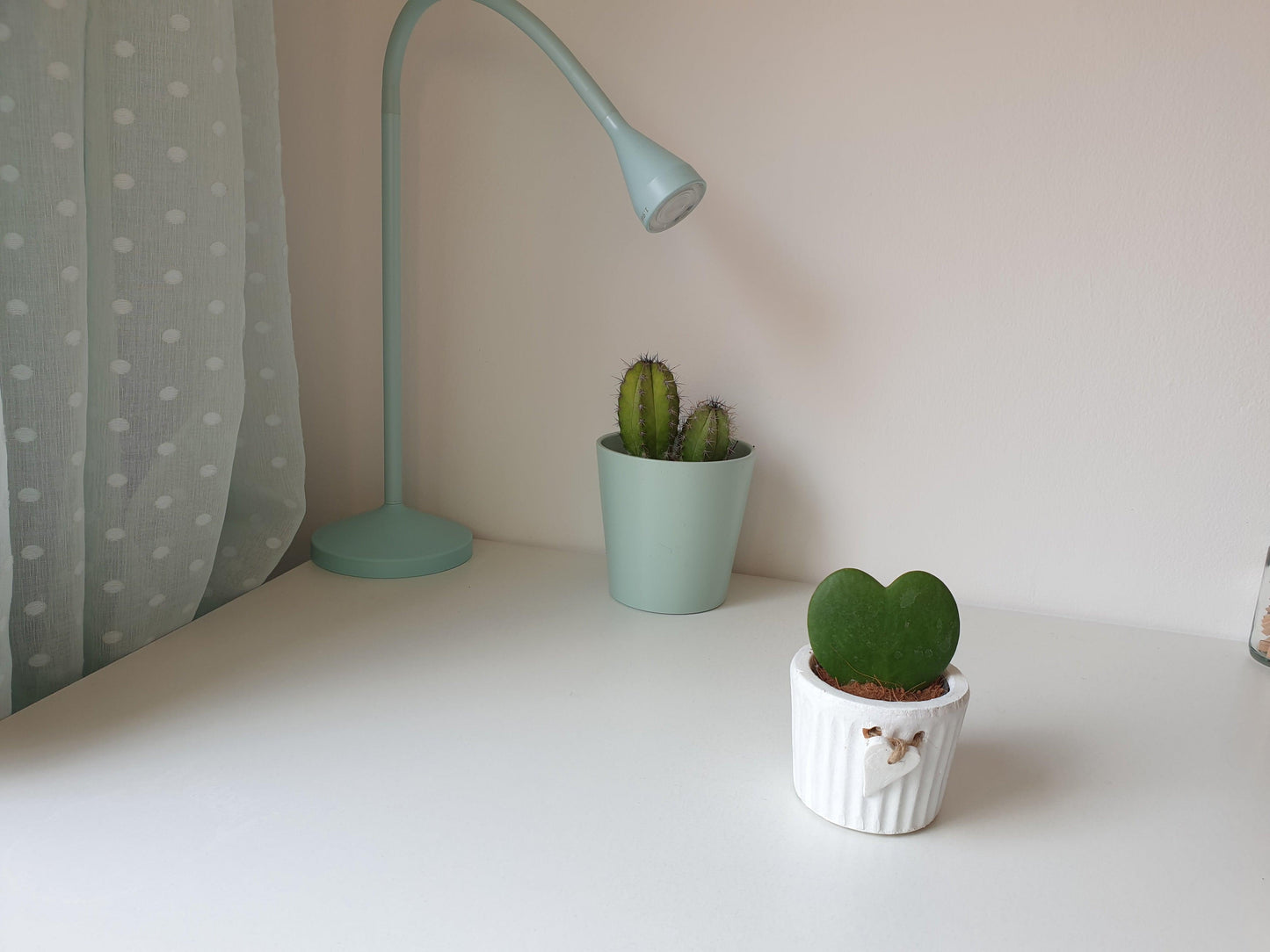 Hoya Kerrii - MinimalMoss