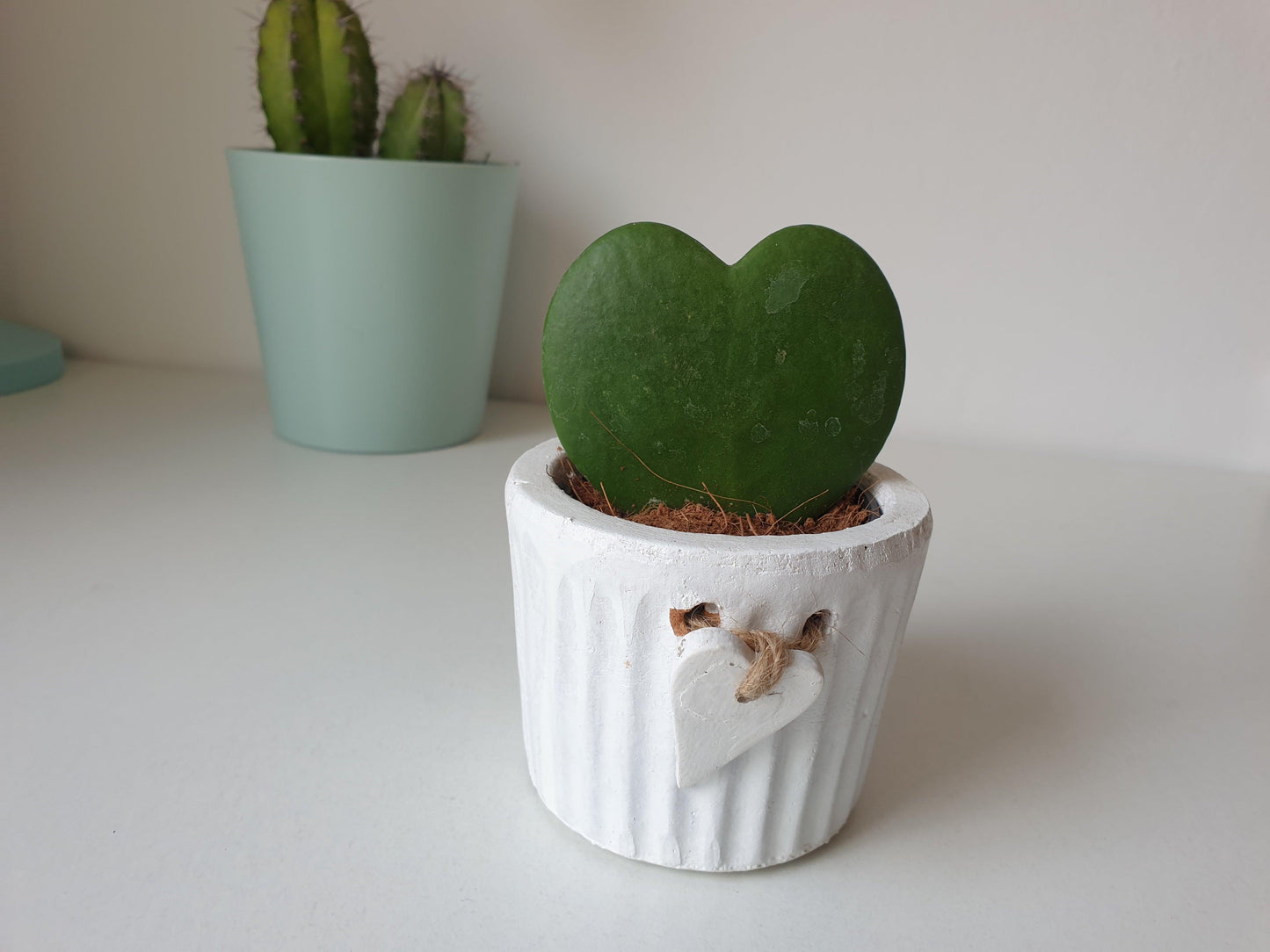 Hoya Kerrii - MinimalMoss