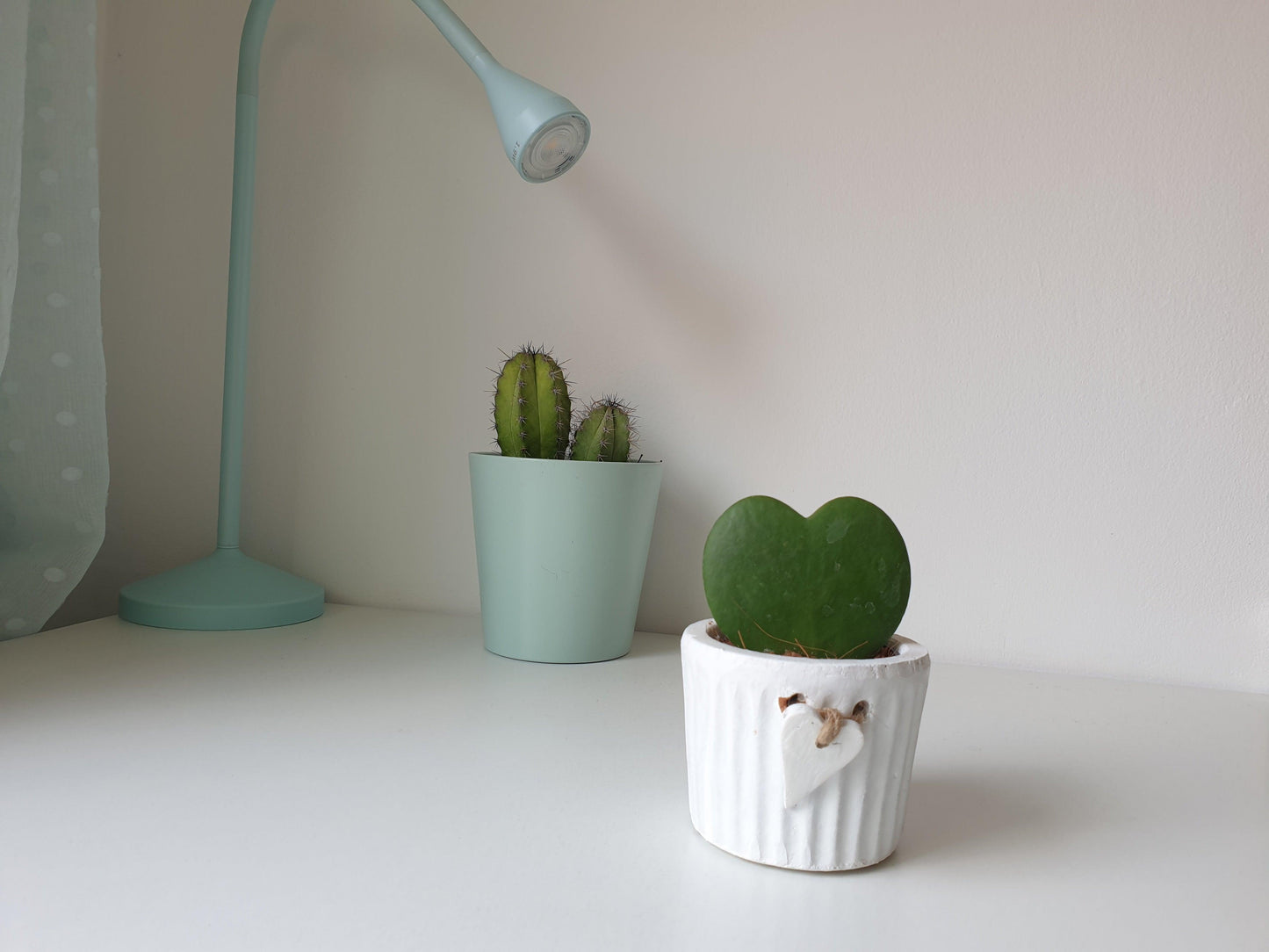 Hoya Kerrii - MinimalMoss