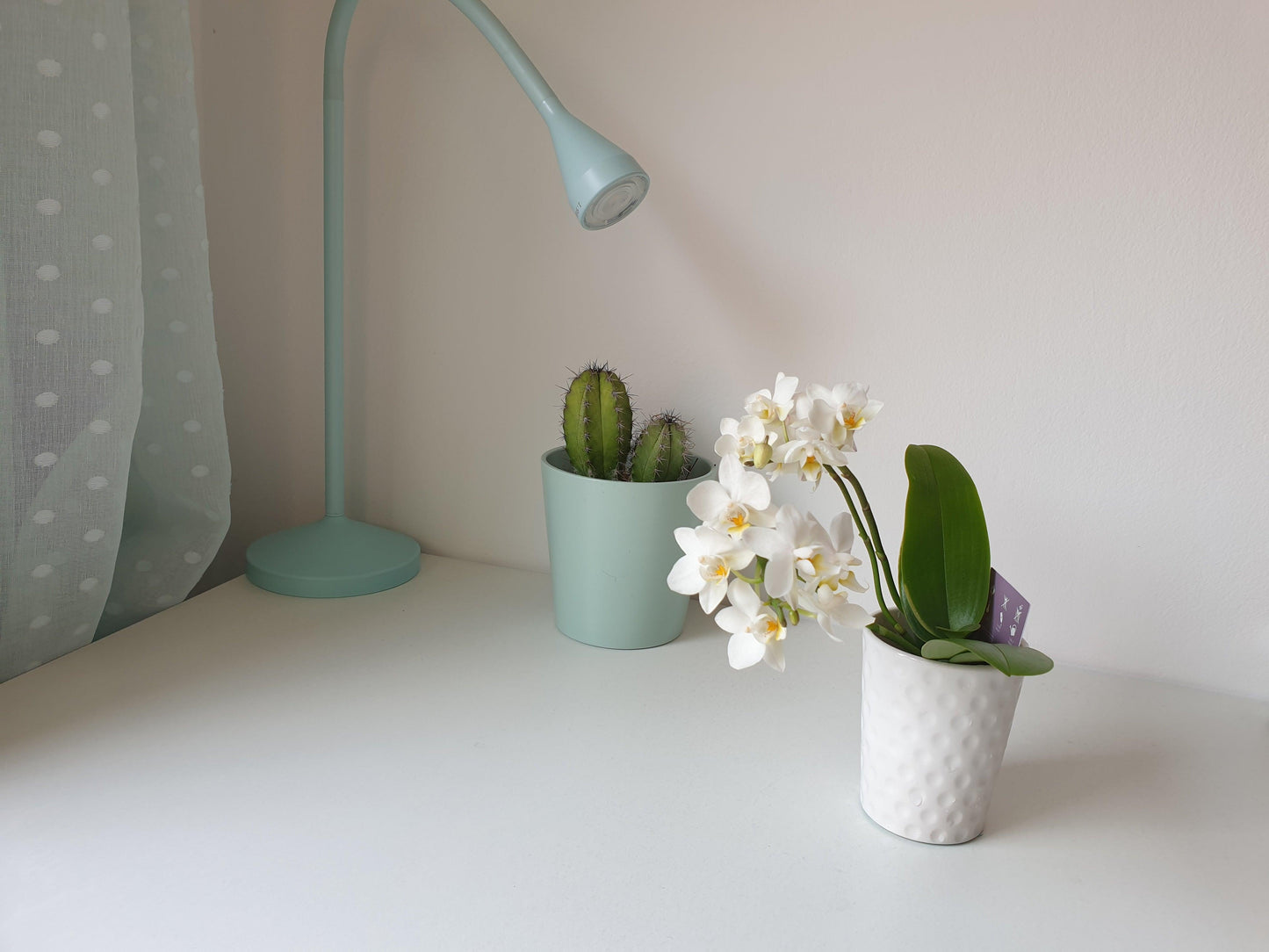 Orquidea Mini + Maceta - MinimalMoss