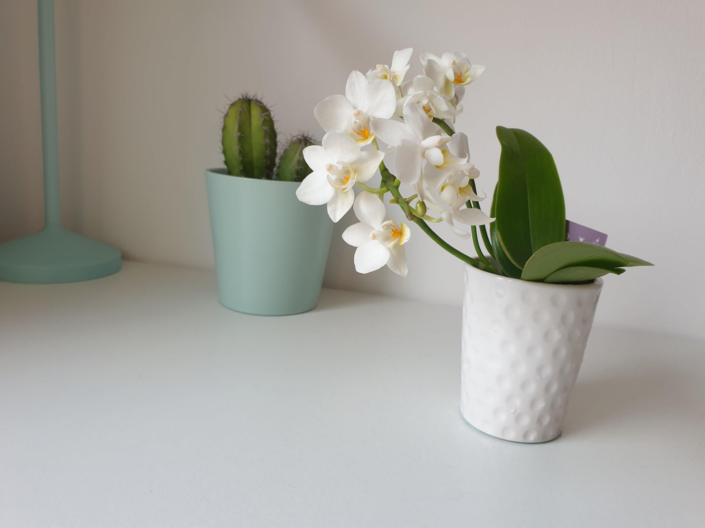 Orquidea Mini + Maceta - MinimalMoss