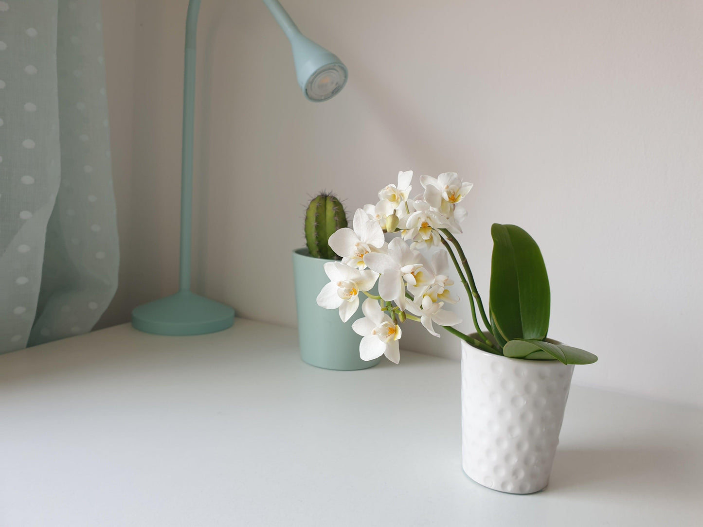 Orquidea Mini + Maceta - MinimalMoss