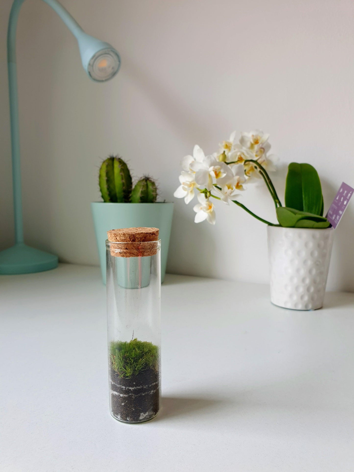 Probeta Moss - MinimalMoss