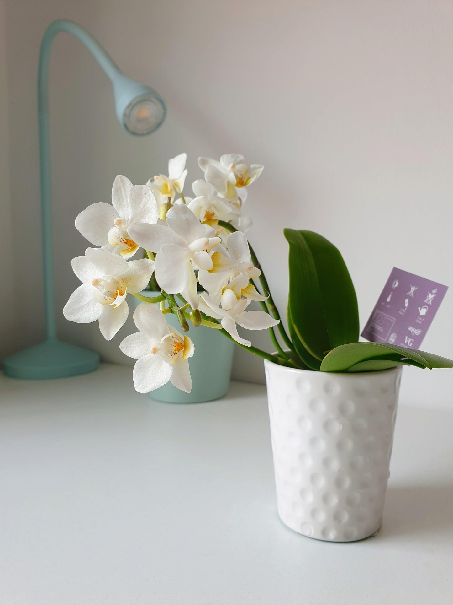 Orquidea Mini + Maceta - MinimalMoss
