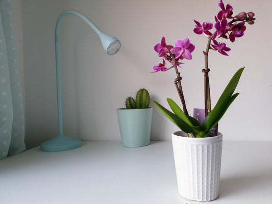 Orquidea Mediana Lila + Maceta - MinimalMoss
