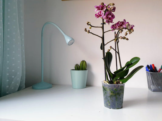 Orquídea Phalaenopsis Grande Blanca - MinimalMoss