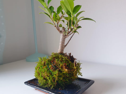Kokedama Bonsai - MinimalMoss