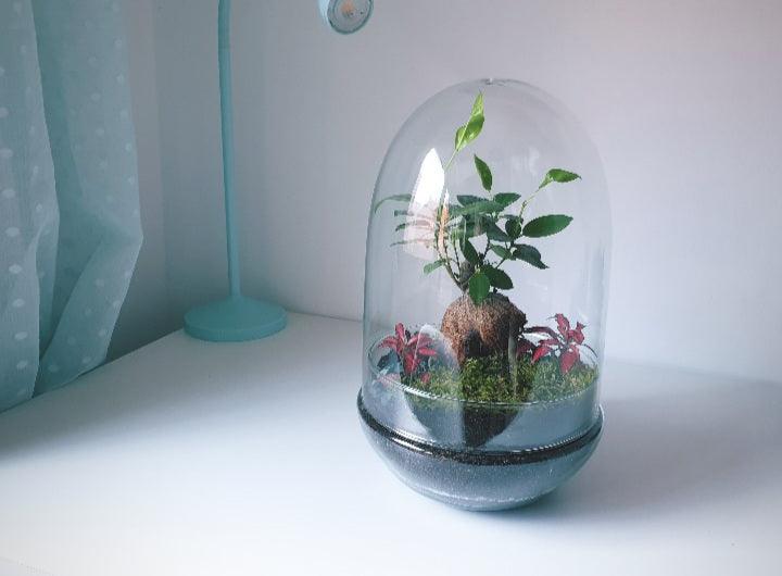 Kali Terrarium - MinimalMoss