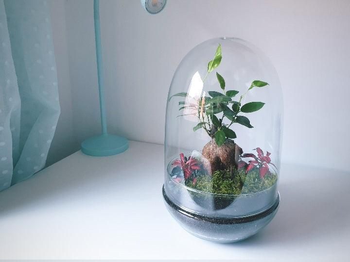 Kali Terrarium - MinimalMoss