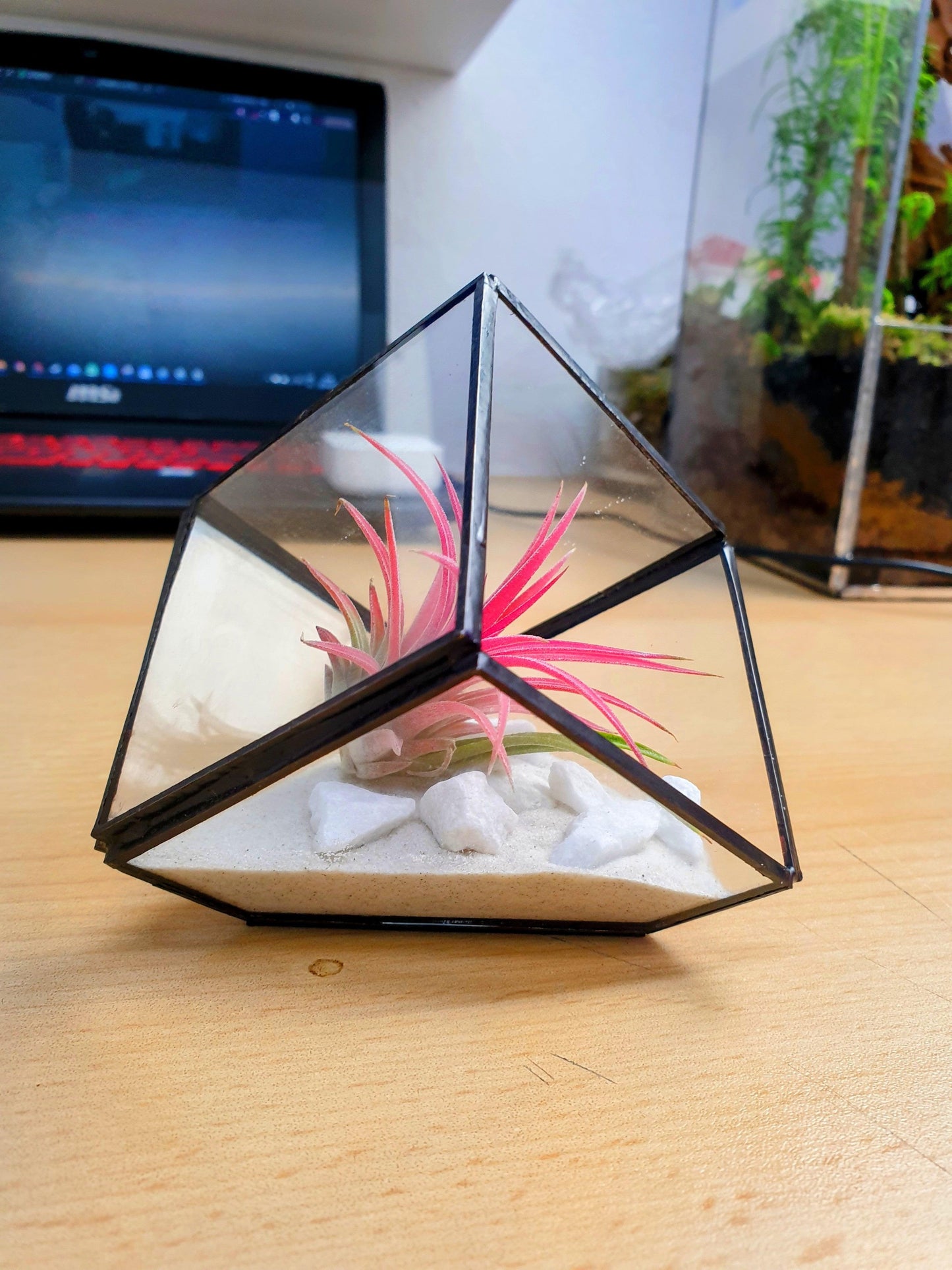 Tillandsia cube - MinimalMoss