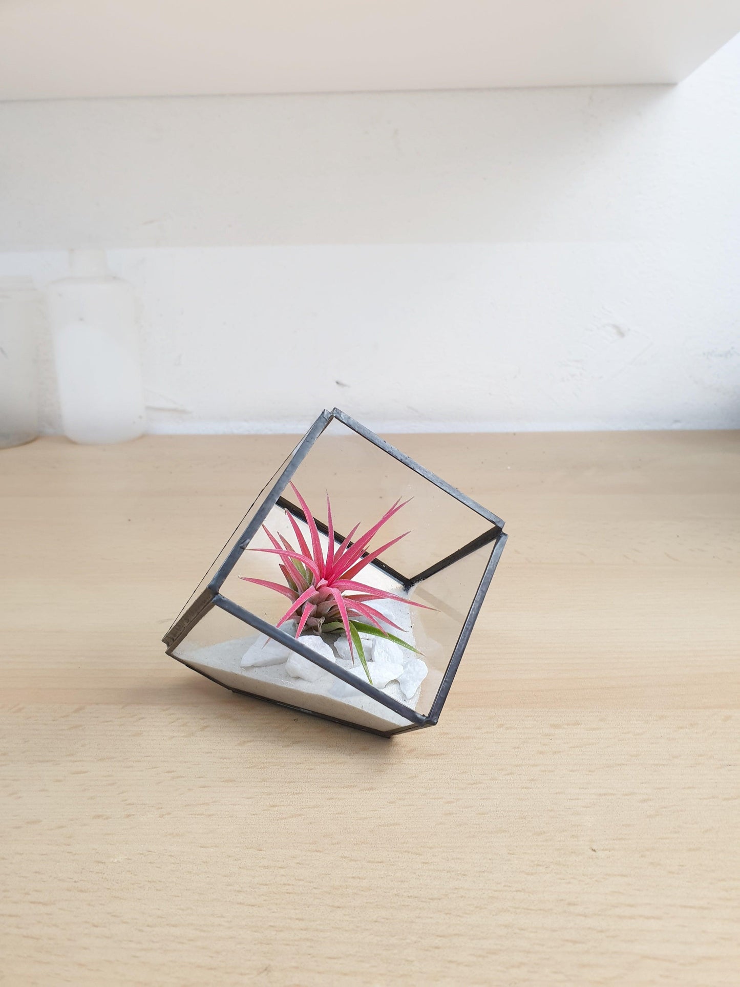 Tillandsia cube - MinimalMoss