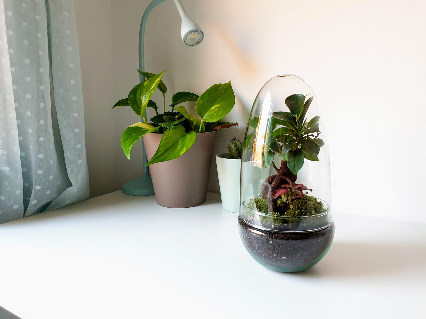 Green Terrarium - MinimalMoss