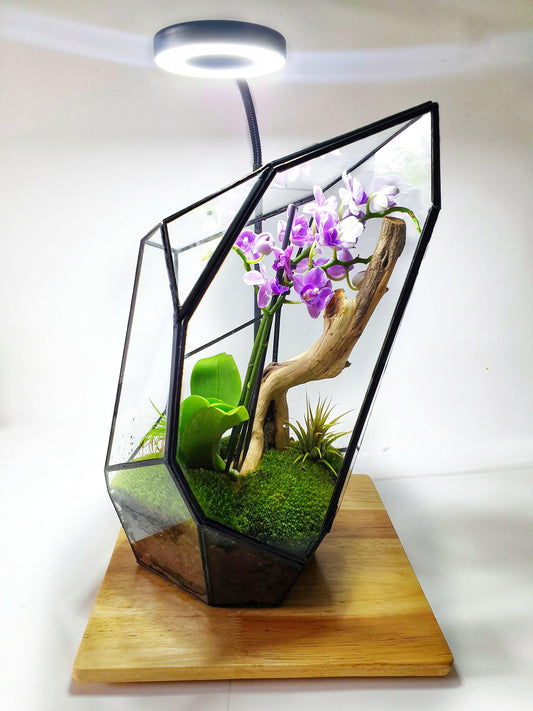 Senda Terrarium - MinimalMoss