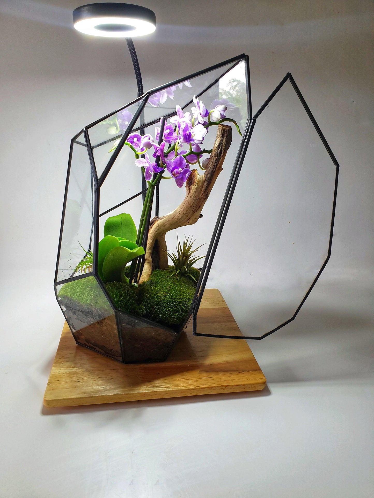 Senda Terrarium - MinimalMoss