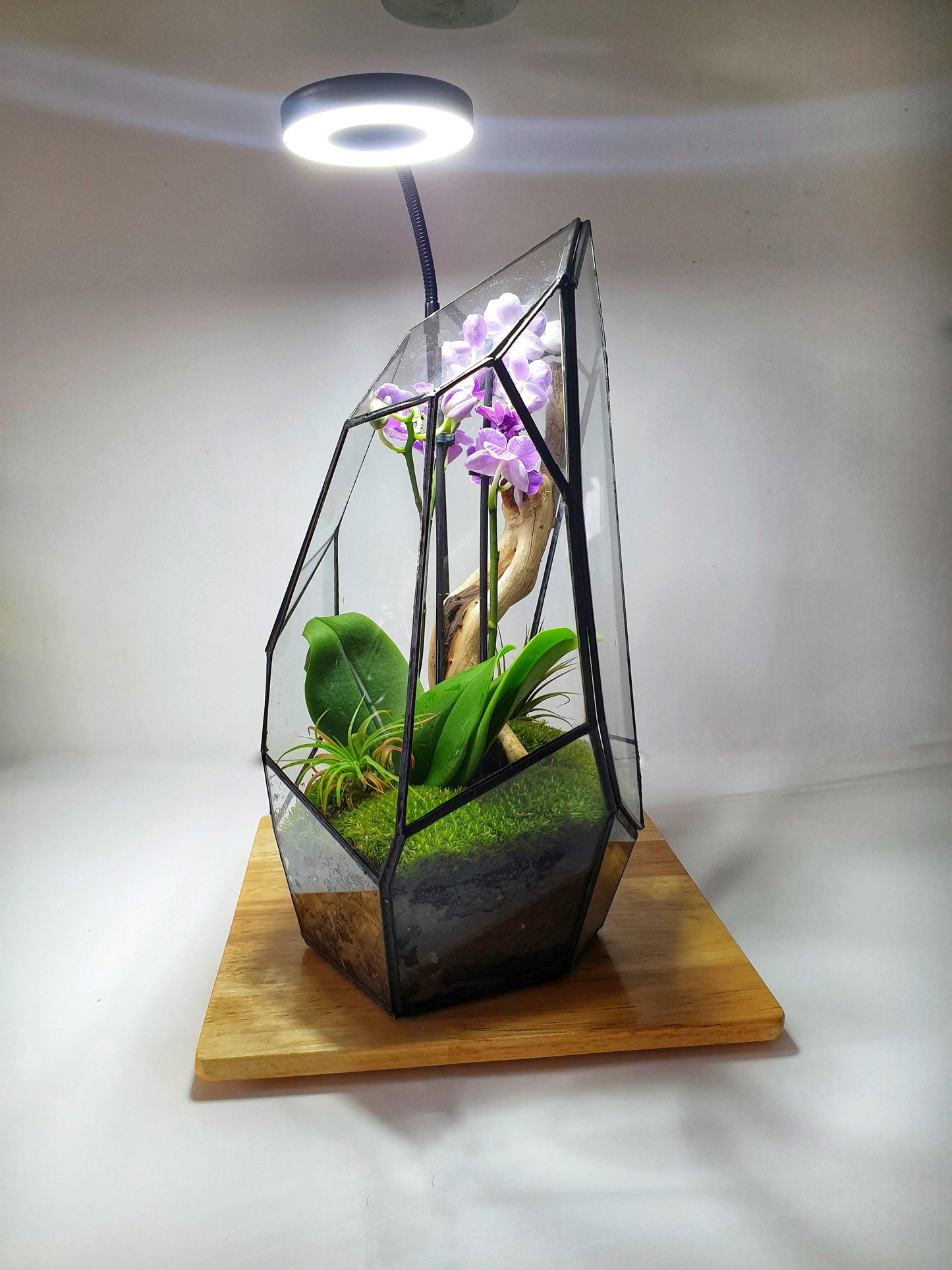 Senda Terrarium - MinimalMoss