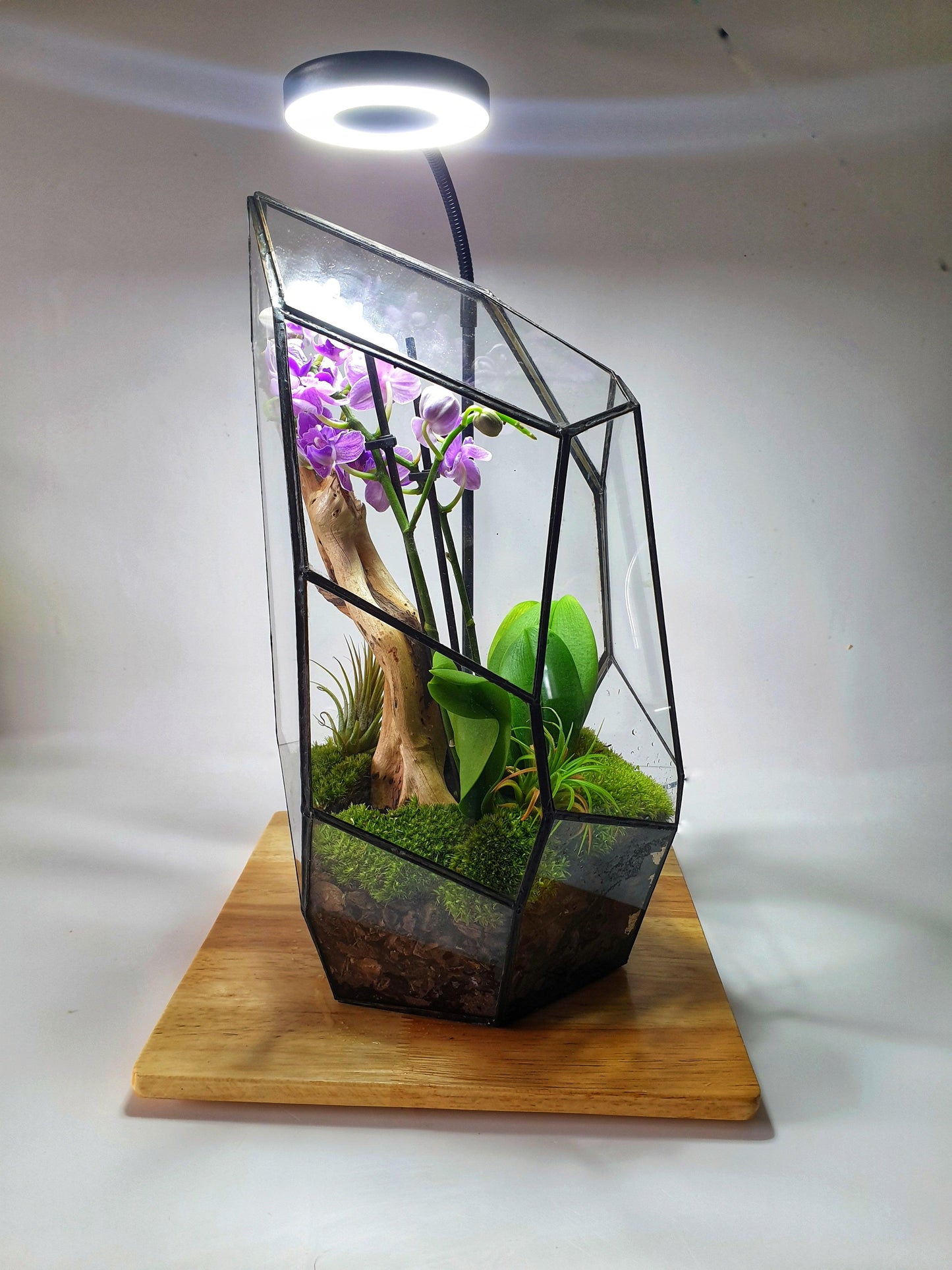 Senda Terrarium - MinimalMoss