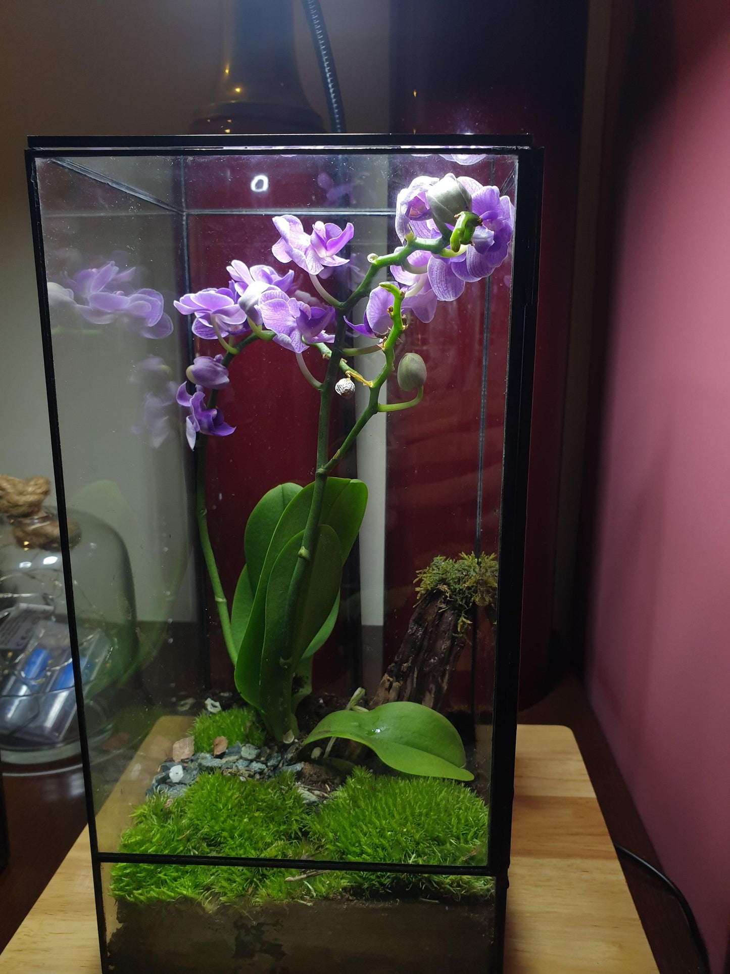 Orquidea Terrarium - MinimalMoss