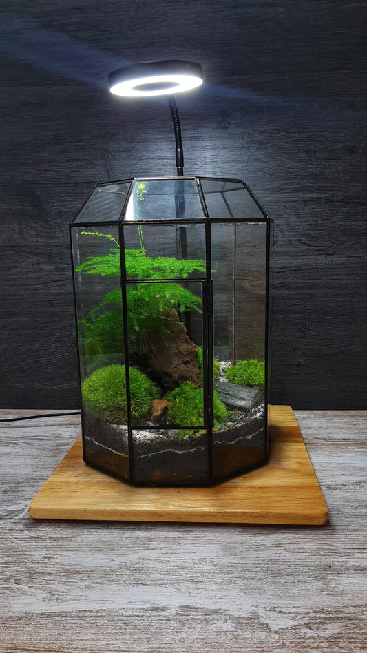 Crea tu jardín eterno - Terrario Geometrico - MinimalMoss