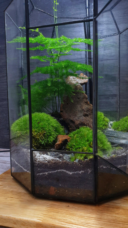 Zen Terrarium L - MinimalMoss