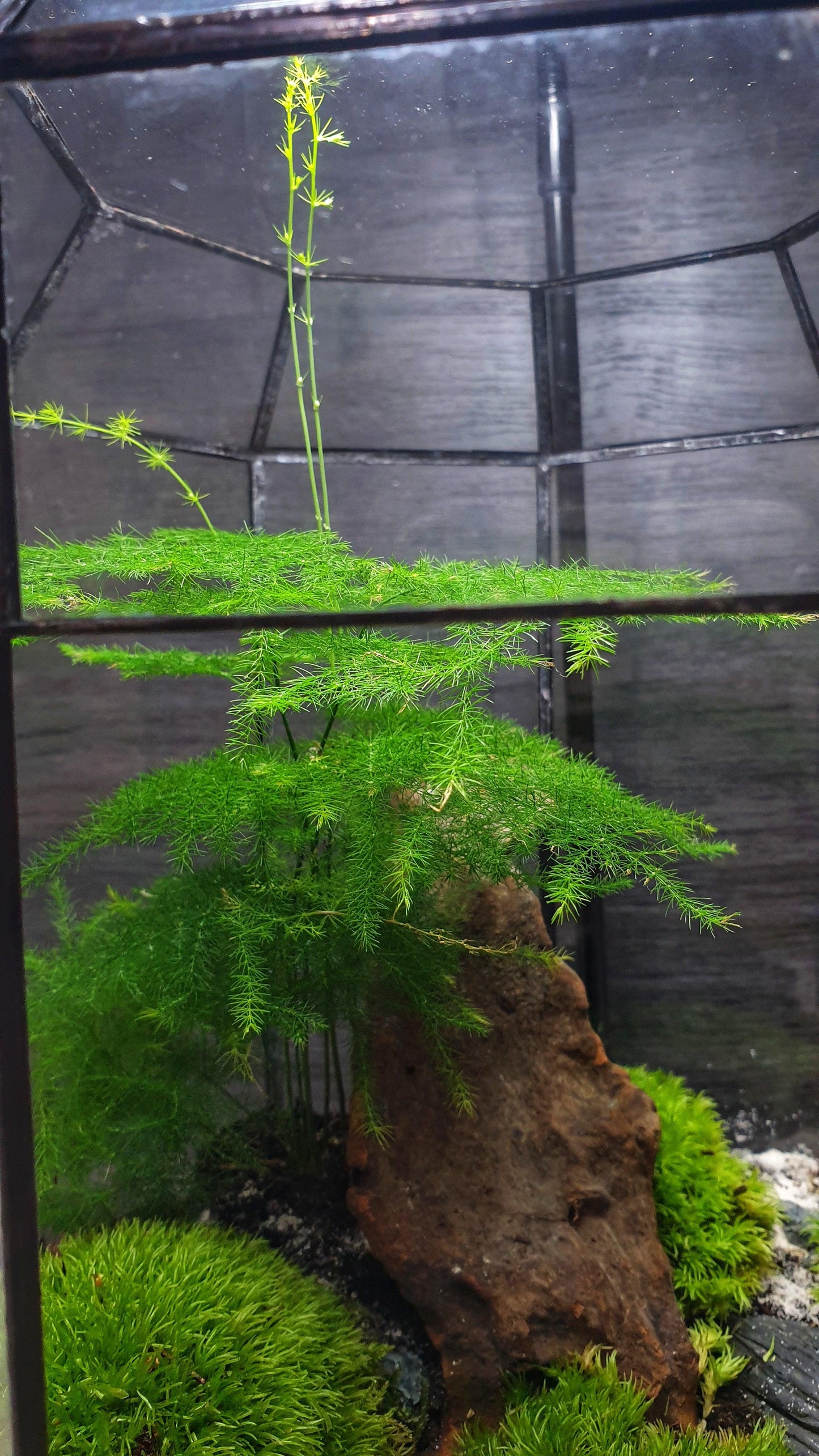 Zen Terrarium L - MinimalMoss