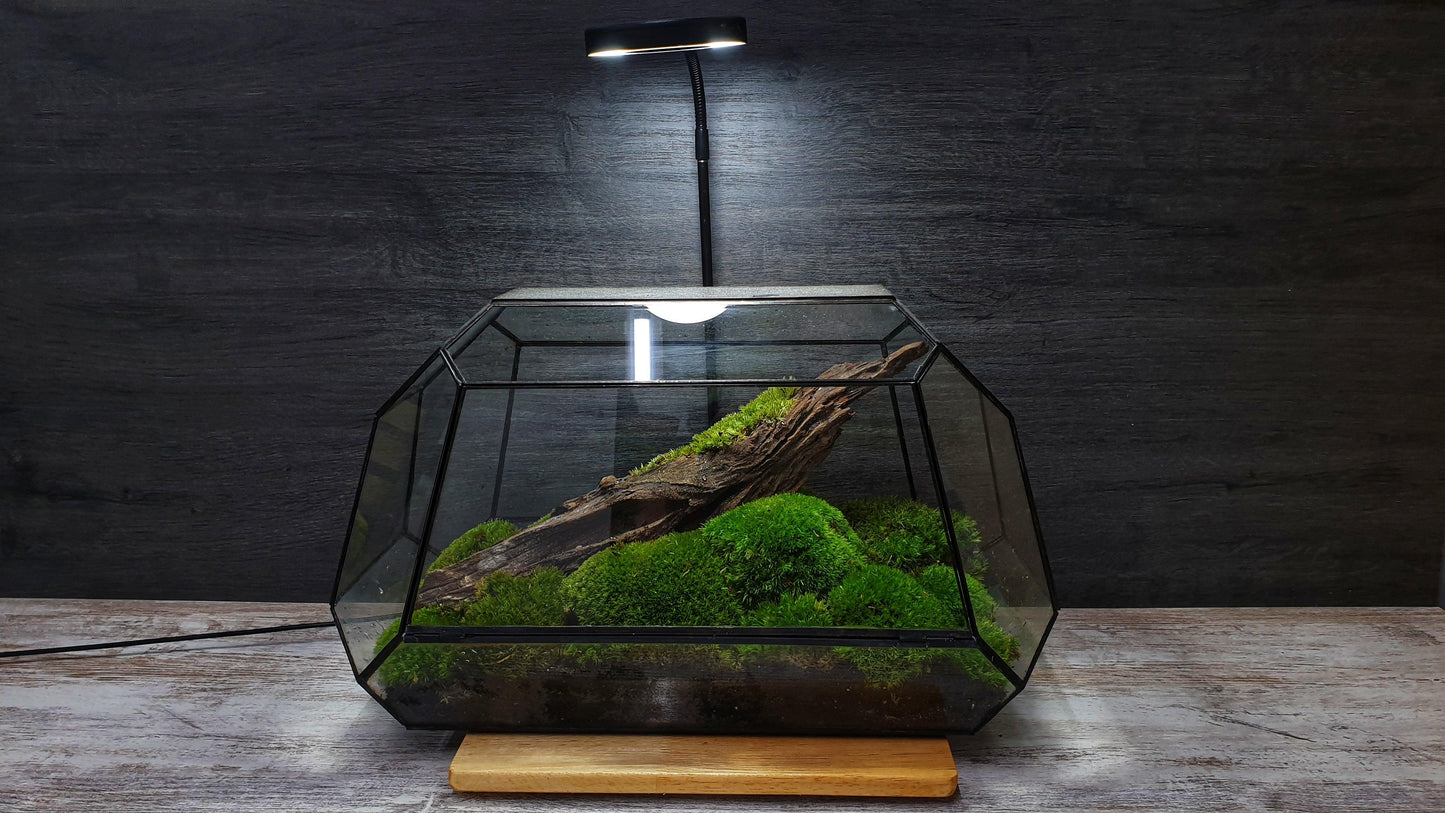 Jungle Terrarium - MinimalMoss