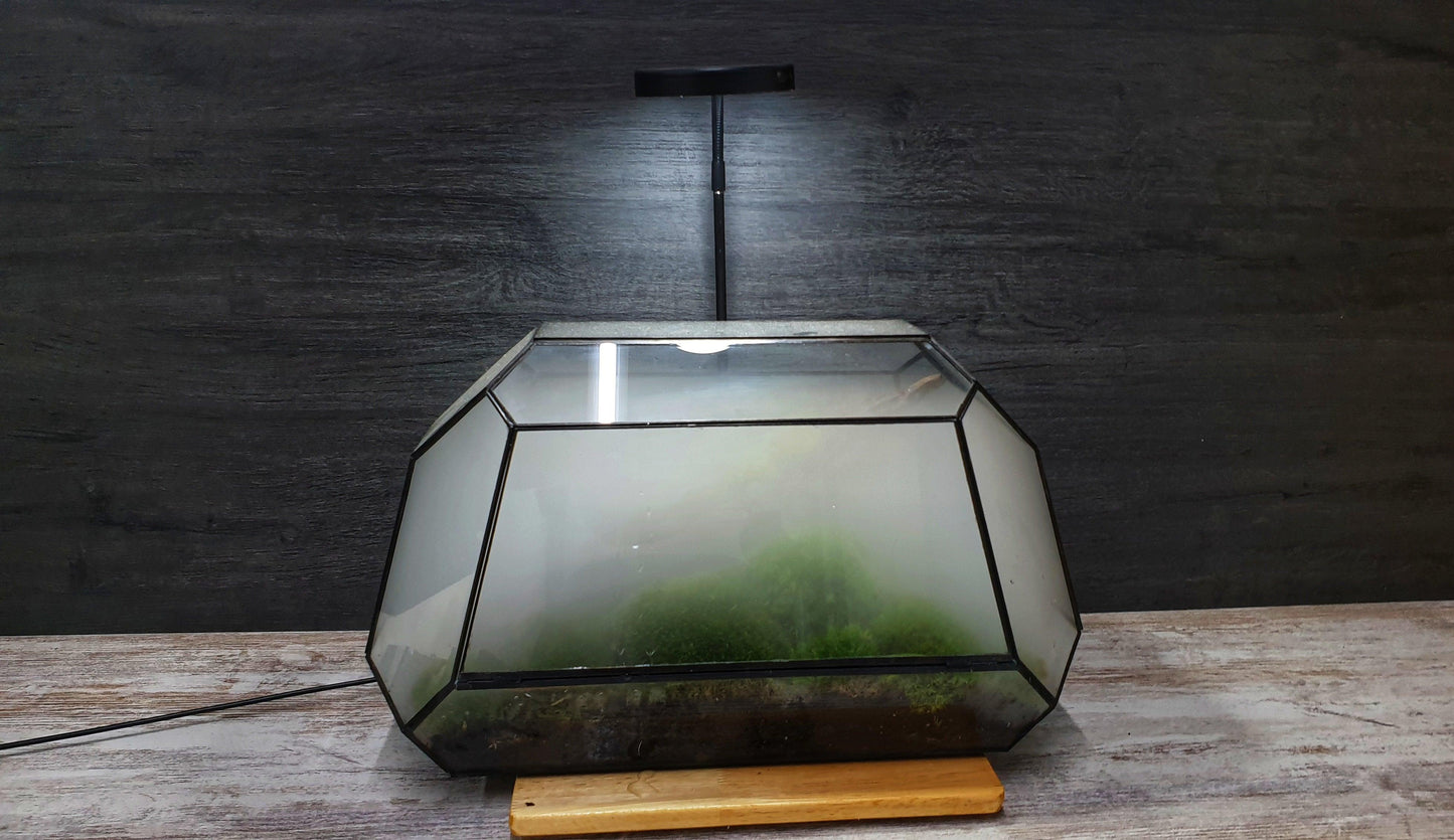Jungle Terrarium - MinimalMoss