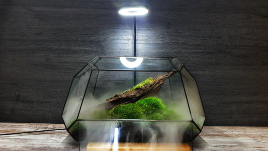 Jungle Terrarium - MinimalMoss