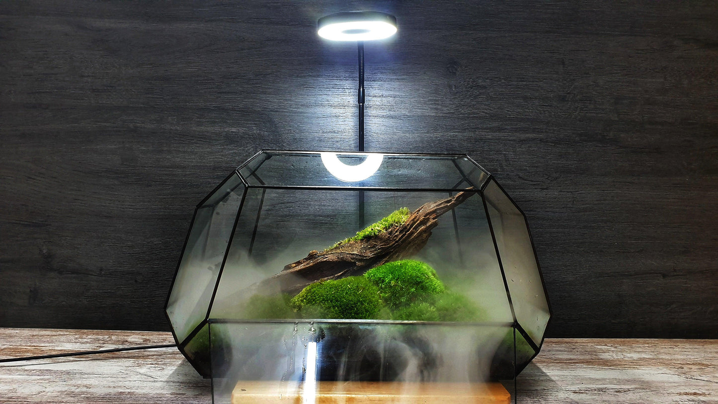 Jungle Terrarium - MinimalMoss