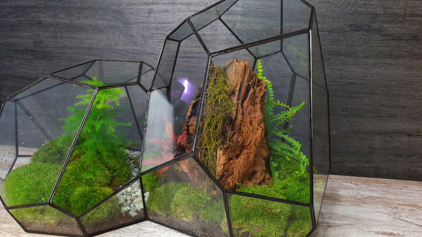 Ares Terrarium - MinimalMoss