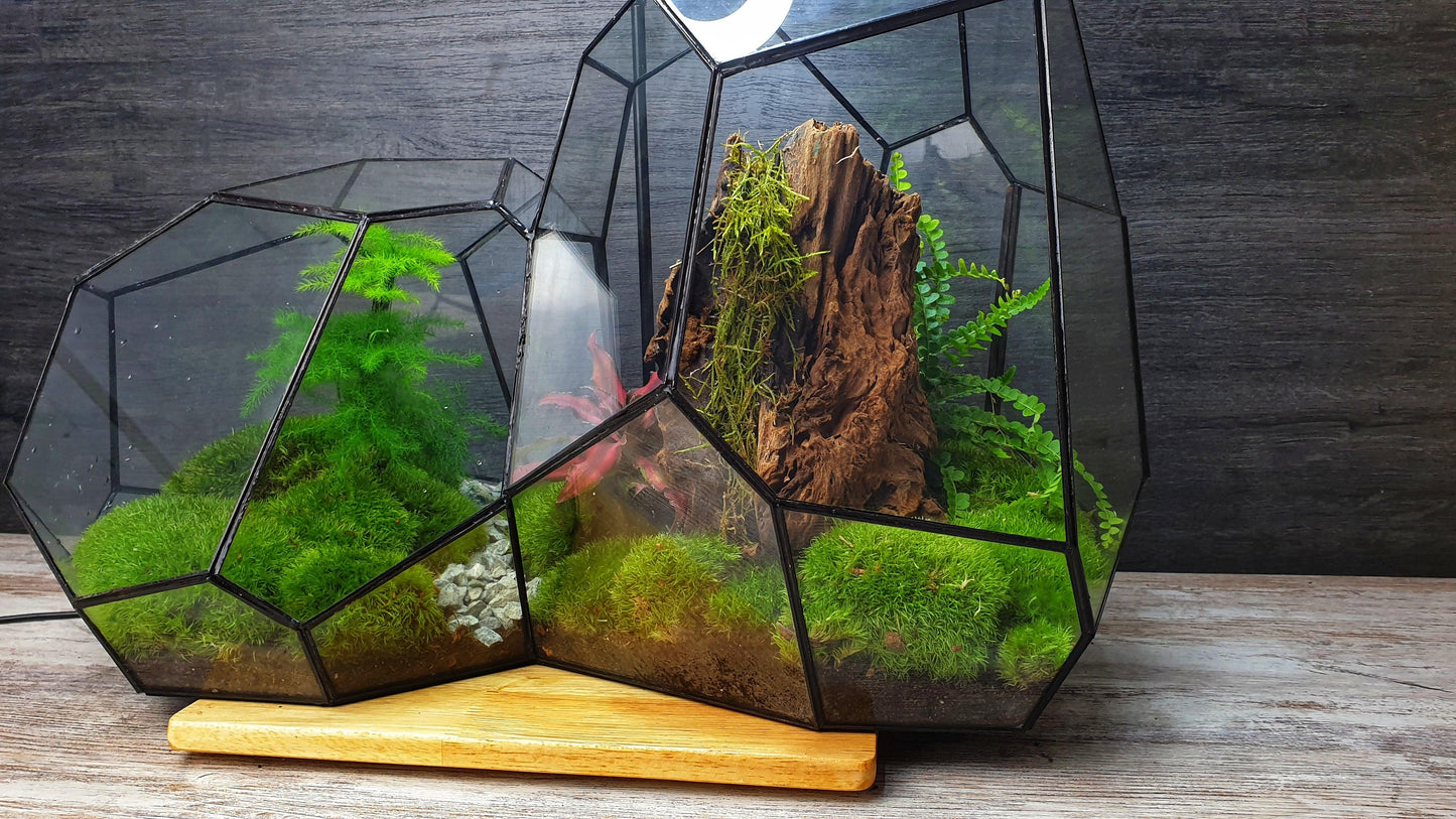 Ares Terrarium - MinimalMoss