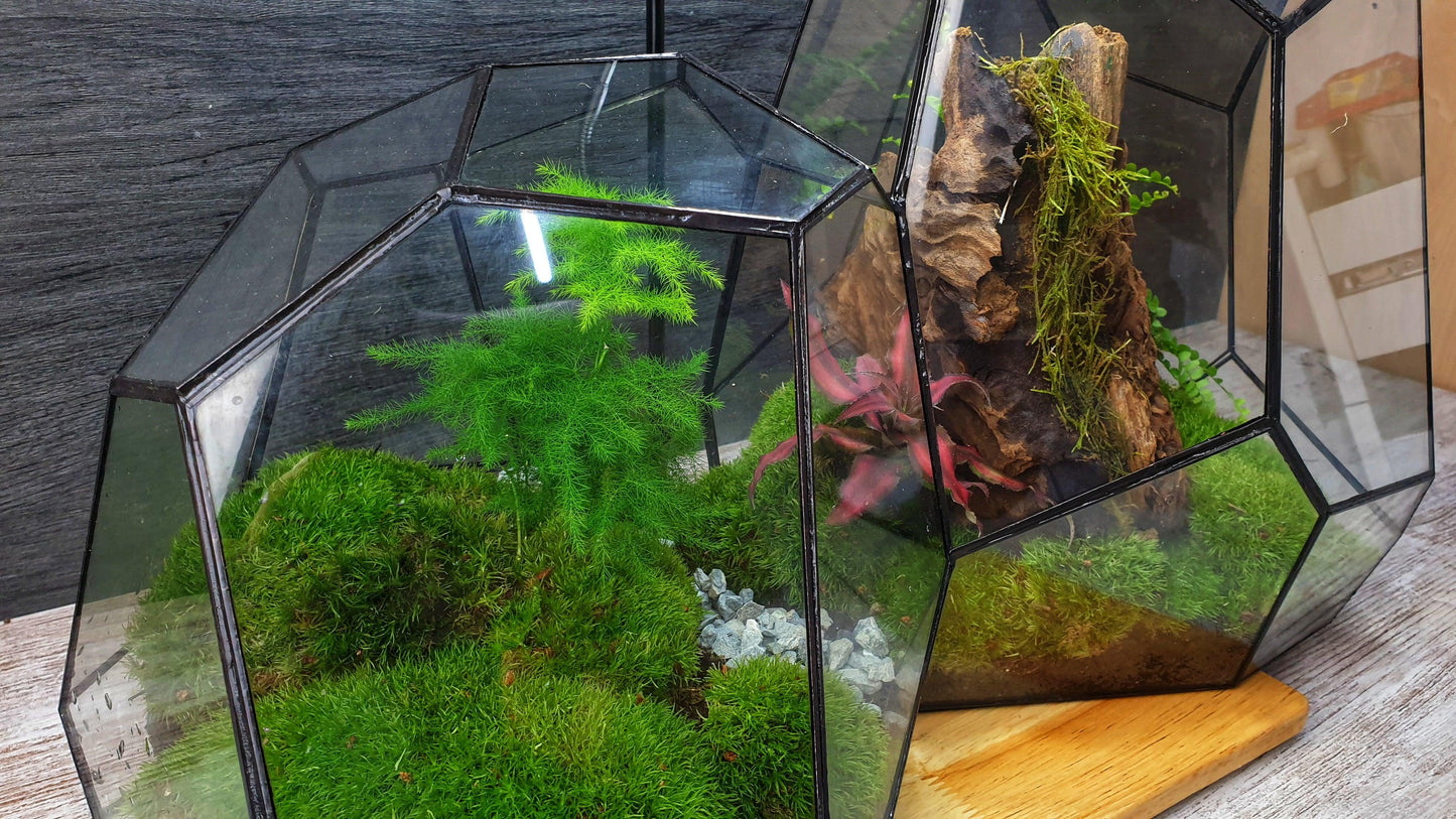 Ares Terrarium - MinimalMoss