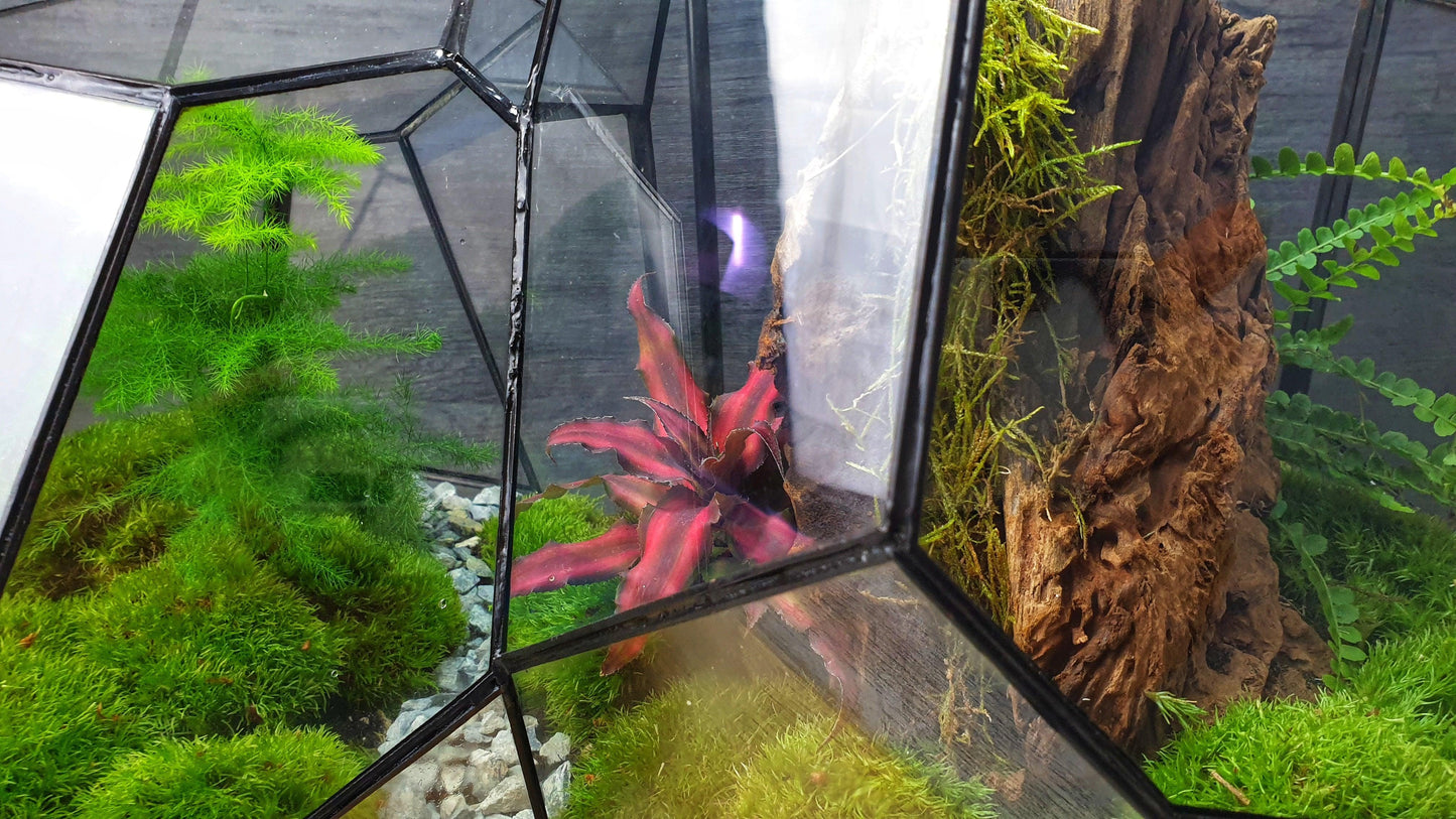 Ares Terrarium - MinimalMoss