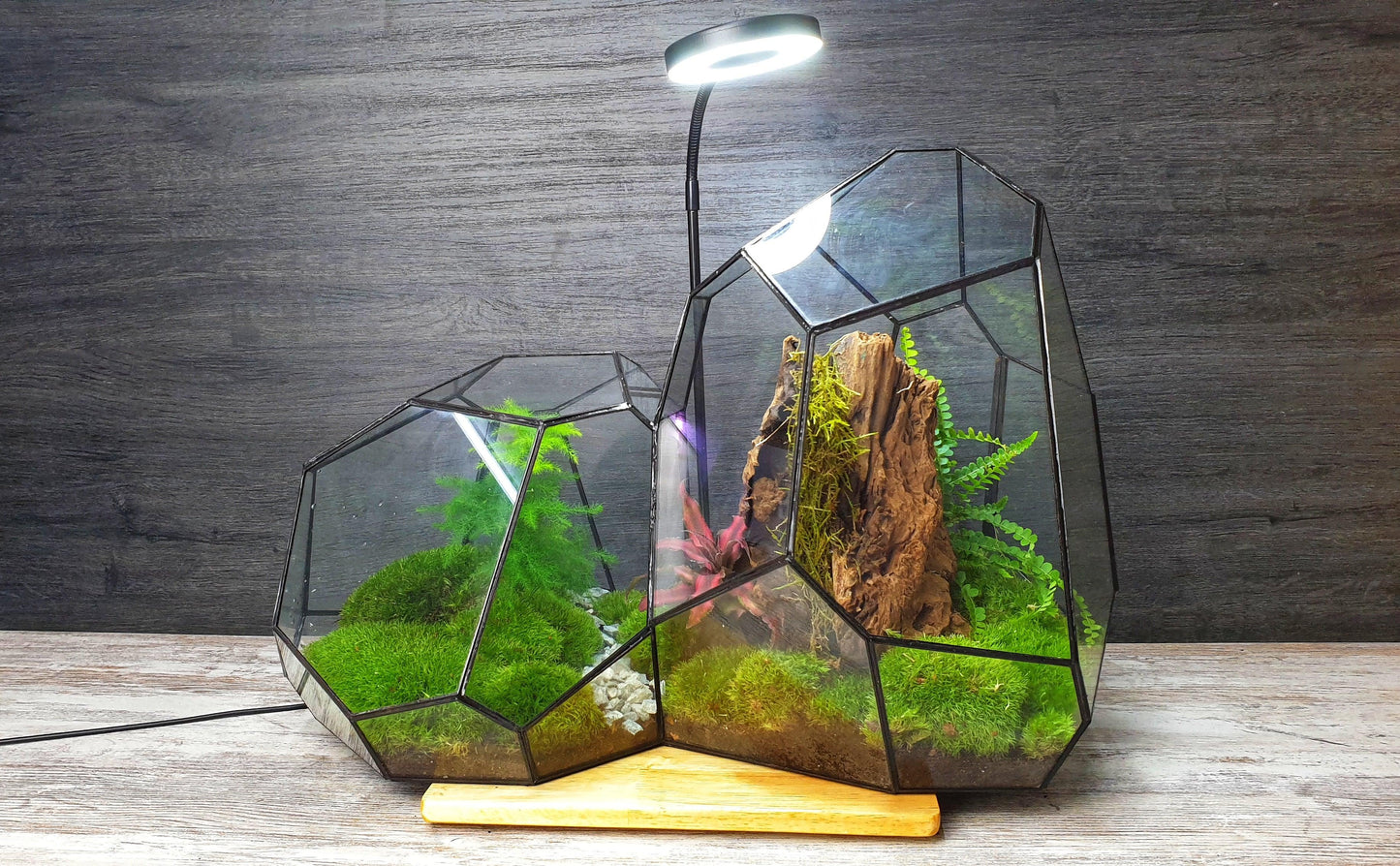Ares Terrarium - MinimalMoss