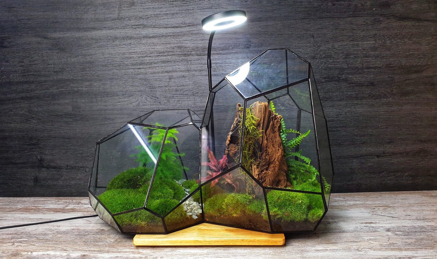 Ares Terrarium - MinimalMoss
