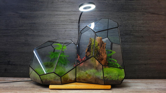 Ares Terrarium - MinimalMoss