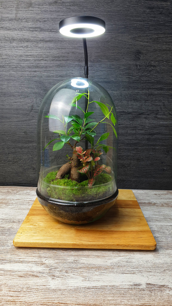 Crea tu jardín eterno - Cúpula