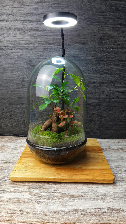 Kali Terrarium - MinimalMoss