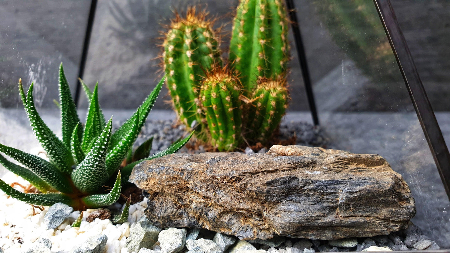 Kaktus Terrarium - MinimalMoss
