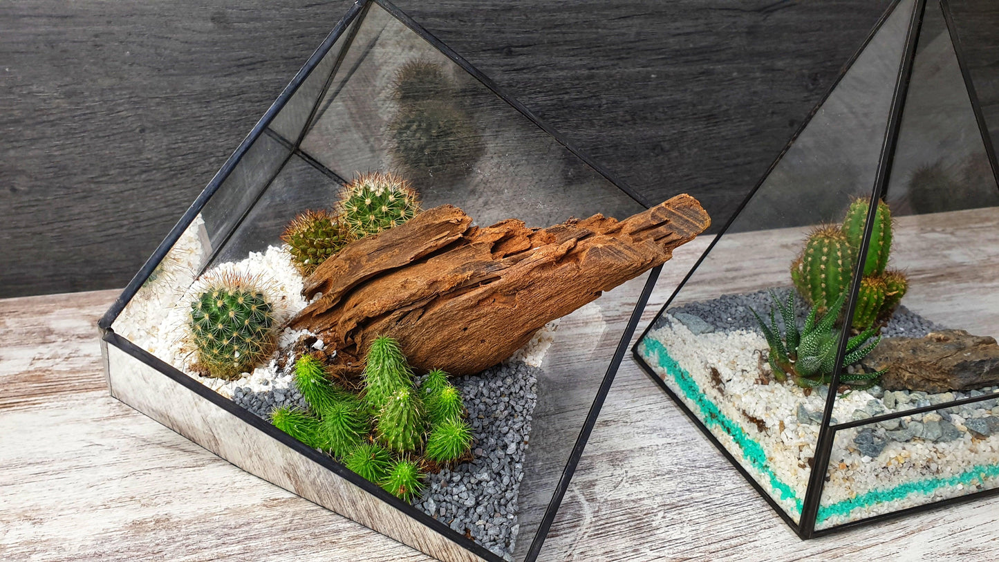 Kaktus cube - MinimalMoss