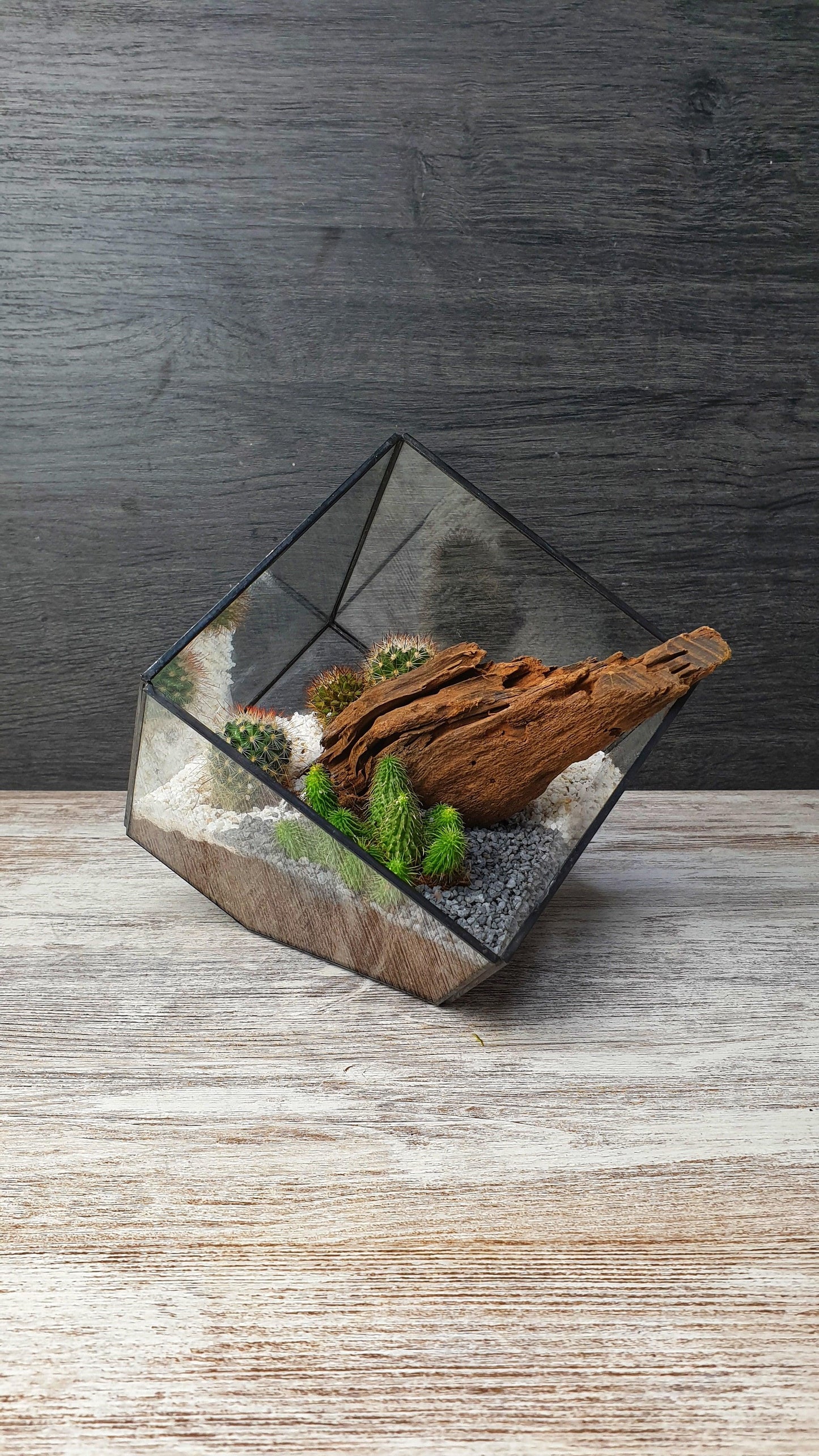 Kaktus cube - MinimalMoss