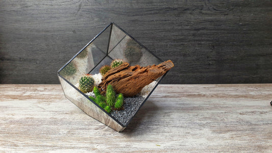 Kaktus cube - MinimalMoss