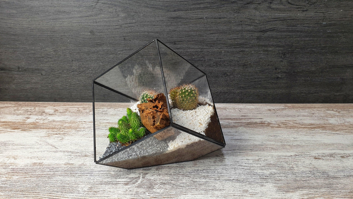 Kaktus cube - MinimalMoss