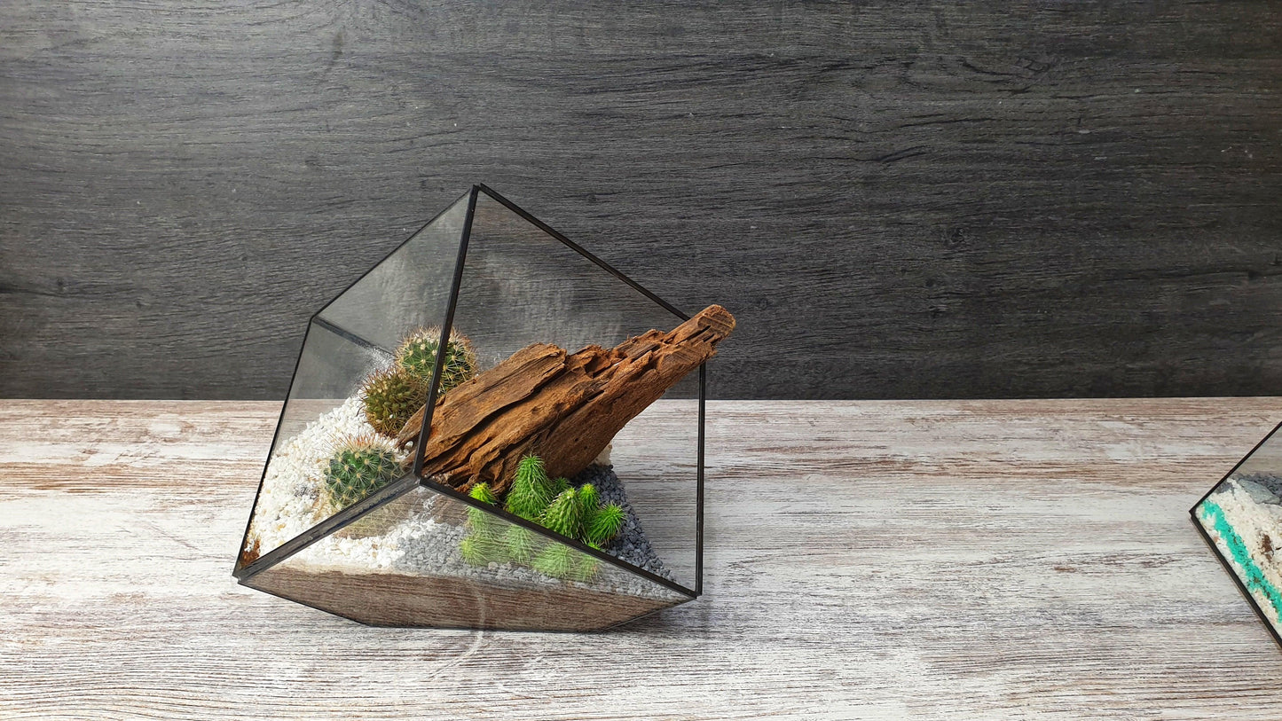 Kaktus cube - MinimalMoss