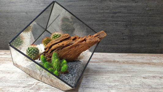 Kaktus cube - MinimalMoss