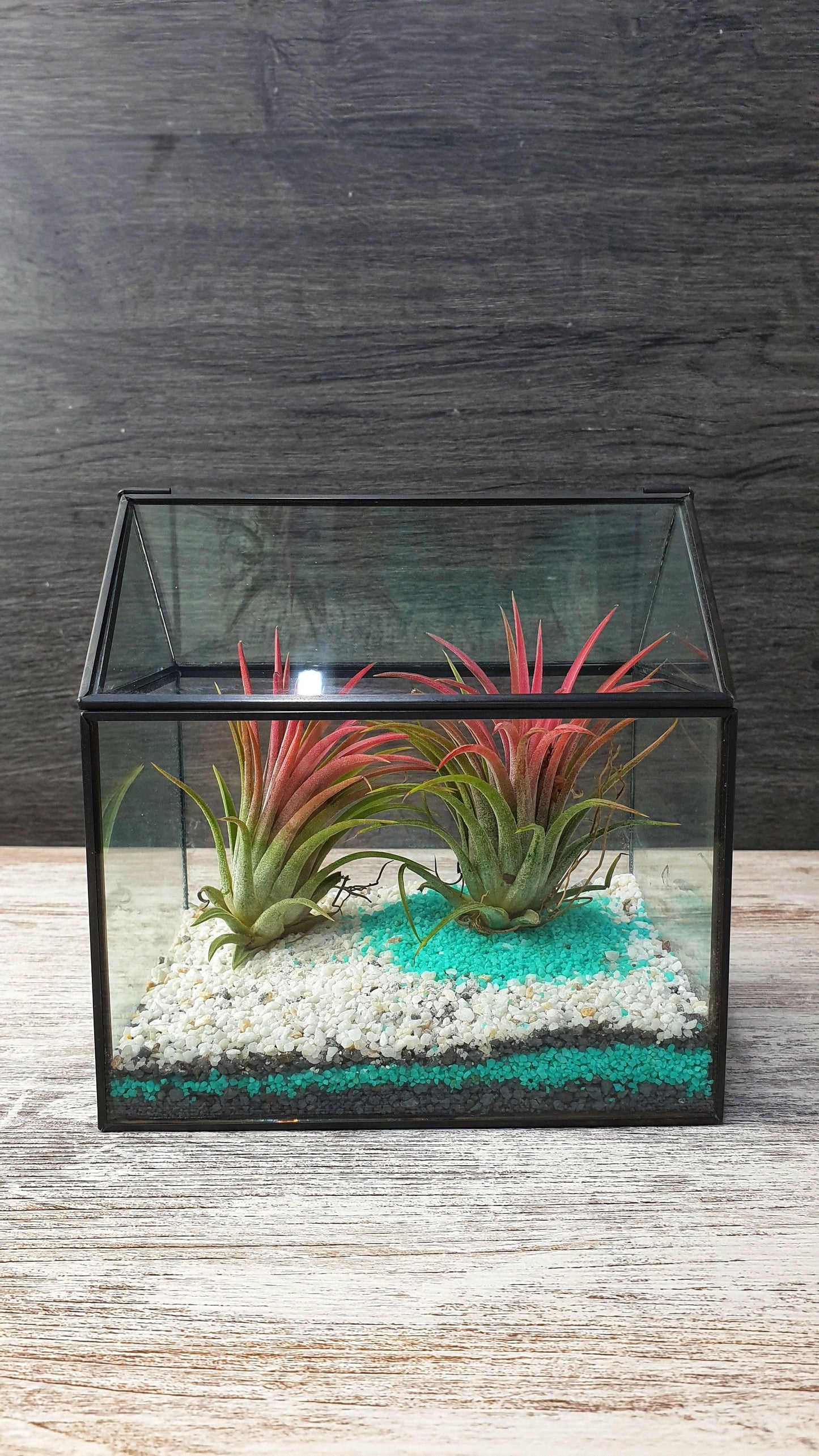 Farm Tillandsia - MinimalMoss
