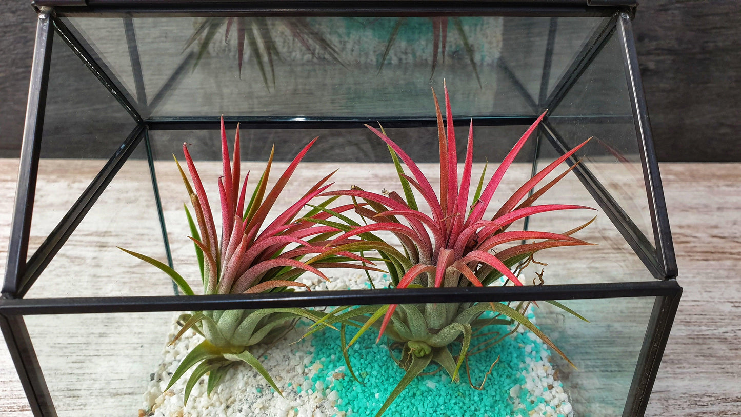 Farm Tillandsia - MinimalMoss