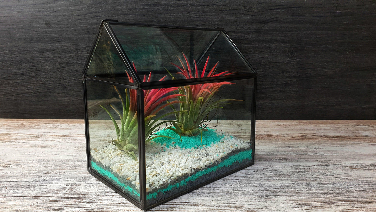 Farm Tillandsia - MinimalMoss