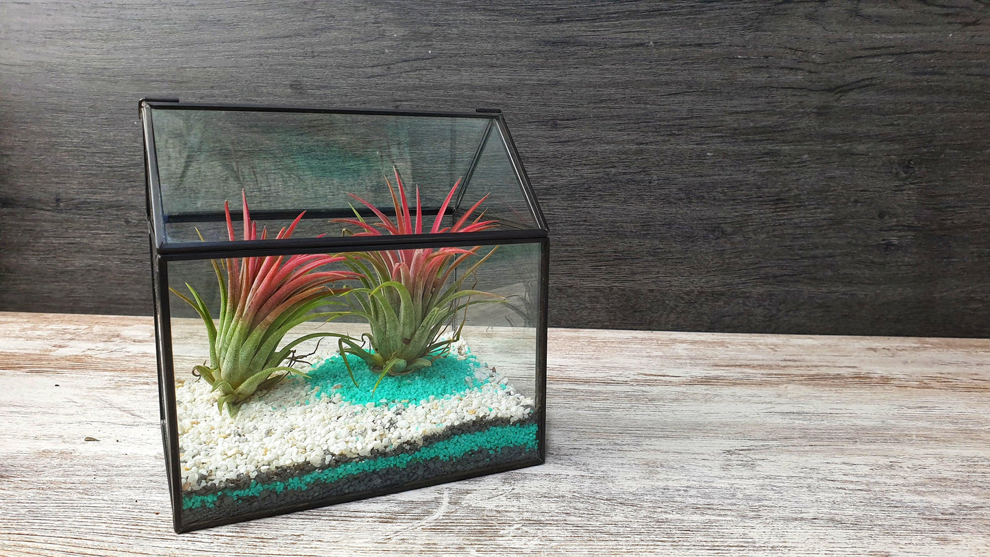 Farm Tillandsia - MinimalMoss